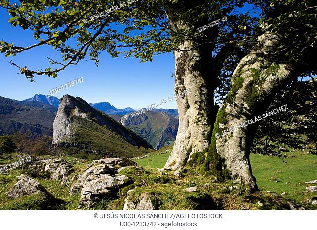 Cornion massif, in the Picos de Europa National Park, Sajambre Valley, Leon, Castilla y Leon  Spain