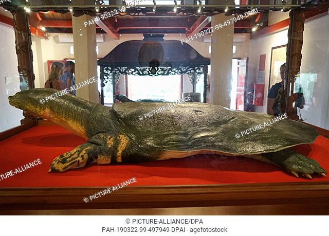 21 March 2019, Vietnam, Hanoi: The embalmed body of the legendary Yangtze giant Softshell turtle Cu Rua is exhibited in the Hanois Ngoc Son temple