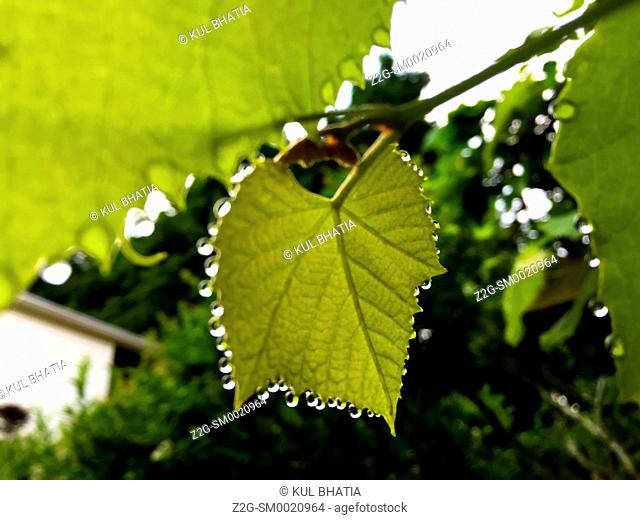 Beads of clear liquid hang from every point in a grape leaf in a backyard, Ontario, Canada. The process is called guttation
