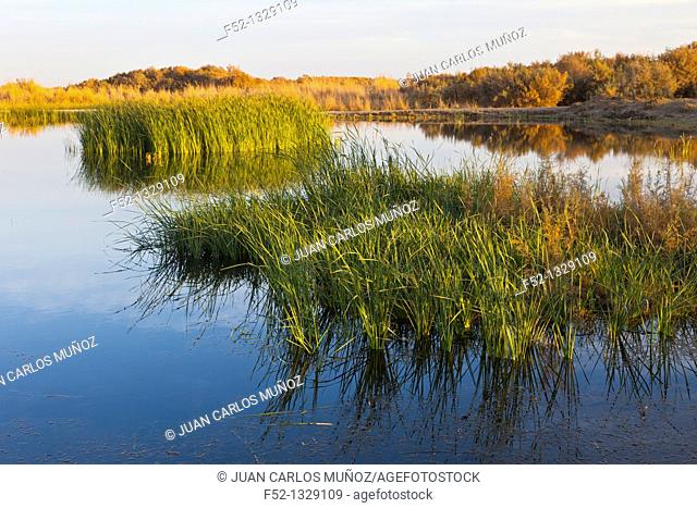Azraq Wetlands Nature Reserve, Jordan, Middle East