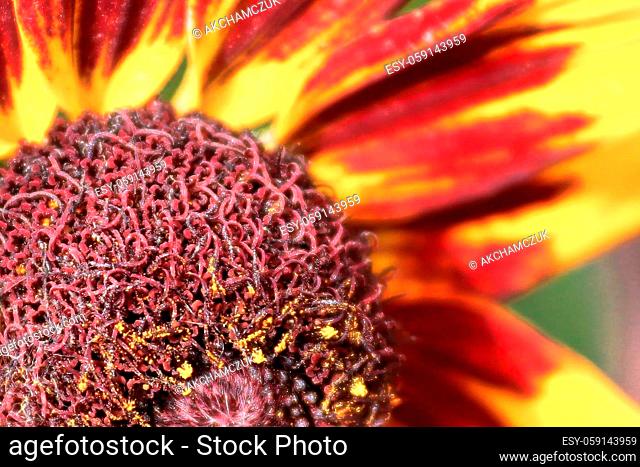 Macro of a black eyed susan flower in bloom from the edge