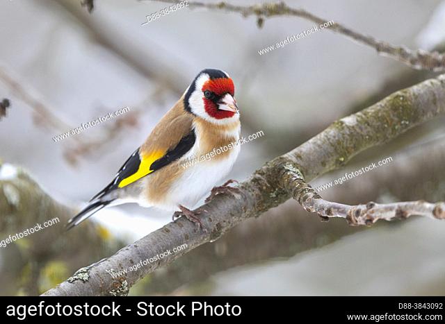 Europe, France, Alsace, Obernai, European Goldfinch (Carduelis carduelis), posed in a cherry tree in winter with snow