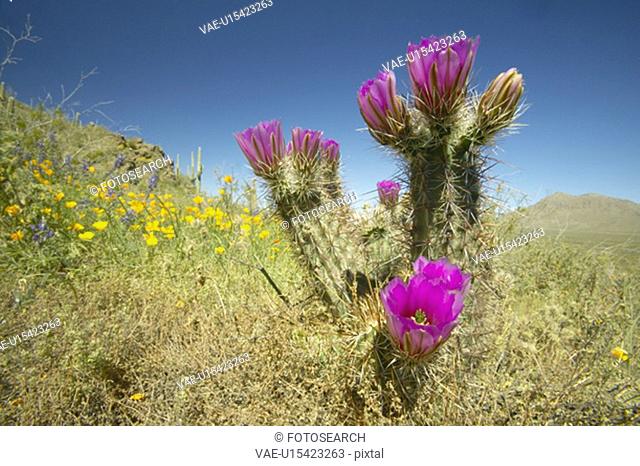 Hedgehog Cactus in bloom and poppy flower