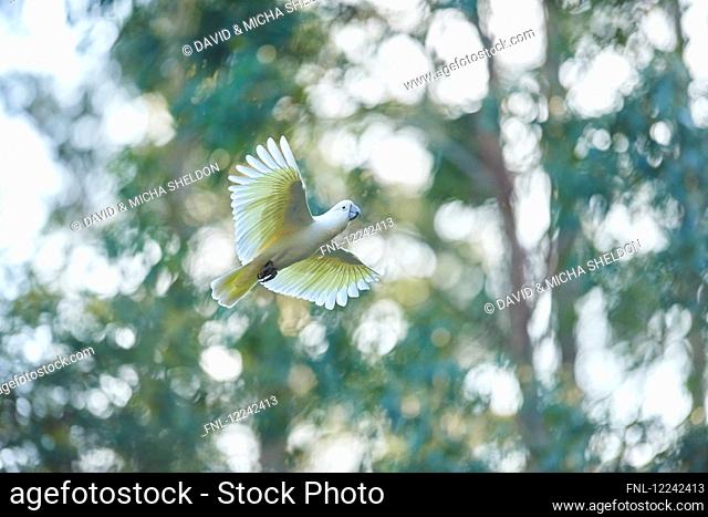 Sulphur-crested cockatoo, Cacatua galerita, Dandenong Ranges National Park, Victoria, Australia
