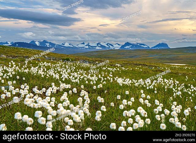 Landscape with cotton grass and Sarek national park mountains in background in nice light at evening time with storm comming in, along the kings trail