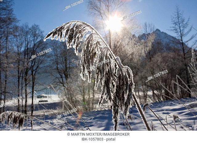 Reeds covered with ice crystals, backlighting, in front of Sonnenspitze mountain, Tyrol, Austria, Europe