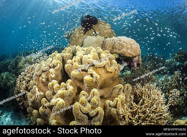 Leather Corals in Coral Reef, Sarcophyton sp., Raja Ampat, West Papua, Indonesia