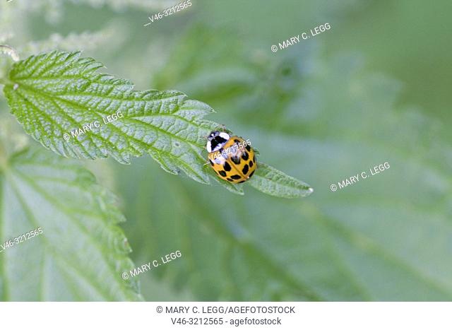 Harlequin Ladybird pupae, Harmonia axyridis, large ladybird which have multiple colora variations with dots 0-22. Most common form is red or orange with 14 dots...