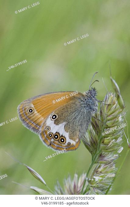 Pearly Heath, Coenonympha. Butterfly flight is June-August. Habitat: light forests, nutient poor grasslands, damp clearings