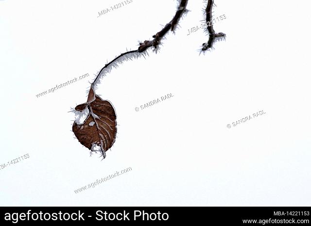 Filigree needles from hoarfrost on a leaf, Germany, Baden-Wuerttemberg