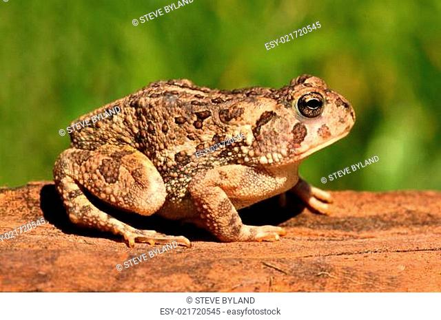 Fowlers toad (Anaxyrus Bufo fowleri)