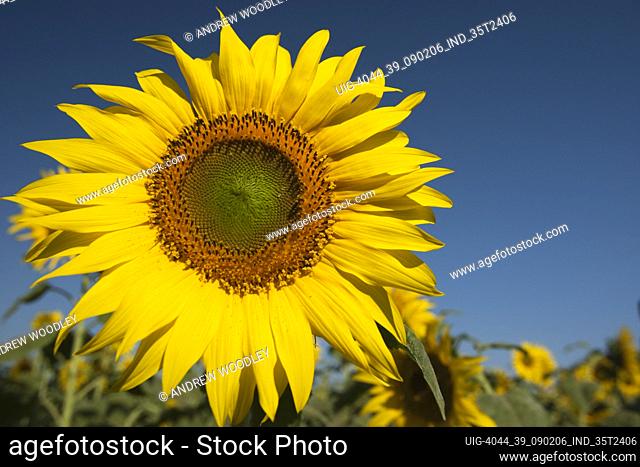 Sunflower field India