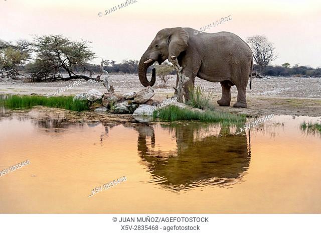 Elephant drinking at sunset (Loxodonta africana). Etosha National Park. Namibia. Africa