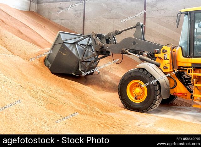 Excavator loader bucket loading grain. Big heap of grain in a warehouse at food factory