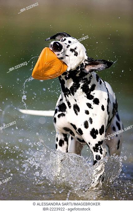 Dalmatian with a frisbee in its mouth shaking itself in the water, North Tyrol, Austria, Europe