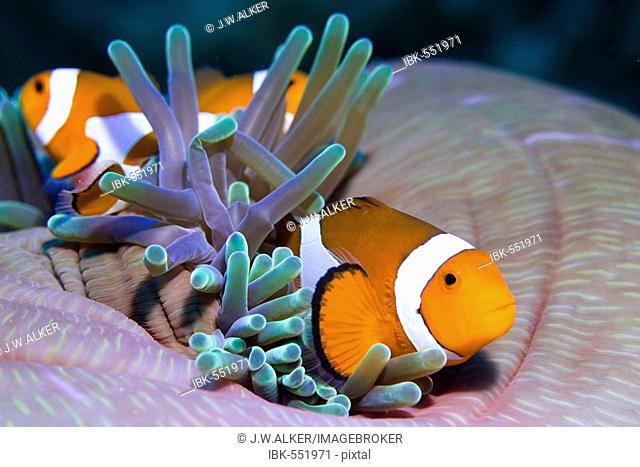 False anemonefish or Clownfish Amphiprion ocellaris