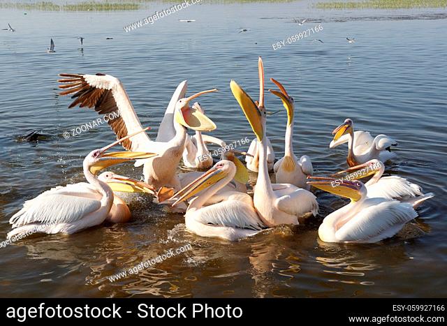 Great White Pelicans on Lake Awassa, Ethiopia, Africa