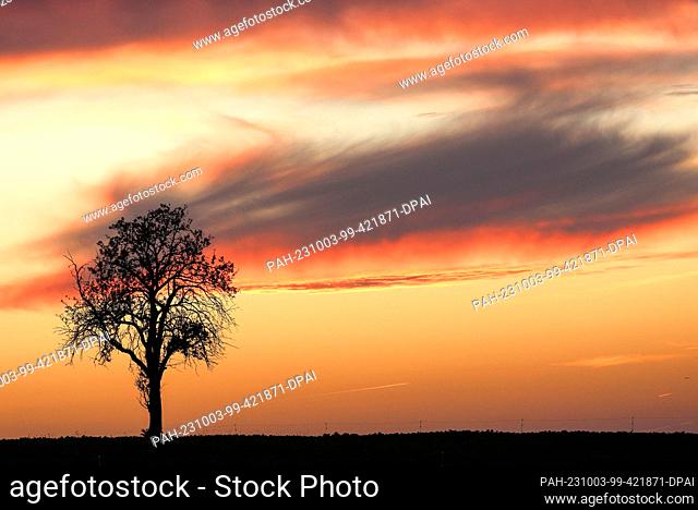 03 October 2023, Baden-Württemberg, Unlingen: Behind a tree the sky turns red tones just before sunrise Photo: Thomas Warnack/dpa