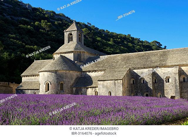 Sénanque Abbey, Cistercian abbey, Abbaye de Senanque with a lavender field