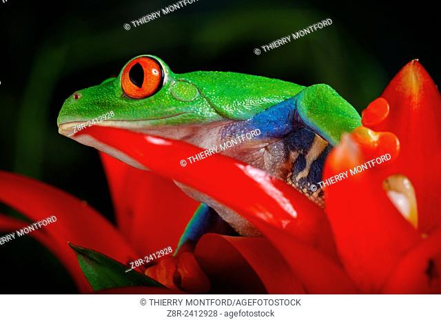 Agalychnis callidryas. Red eyed tree frog under the rain. Costa Rica