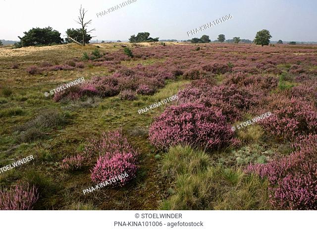 Heather, Ling Calluna vulgaris - Strabrechtse Heide, Heeze, Campine, North Brabant, The Netherlands, Holland, Europe