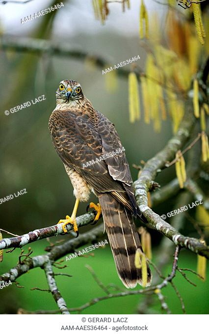 European Sparrowhawk Accipiter Nisus, Adult Standing On Branch