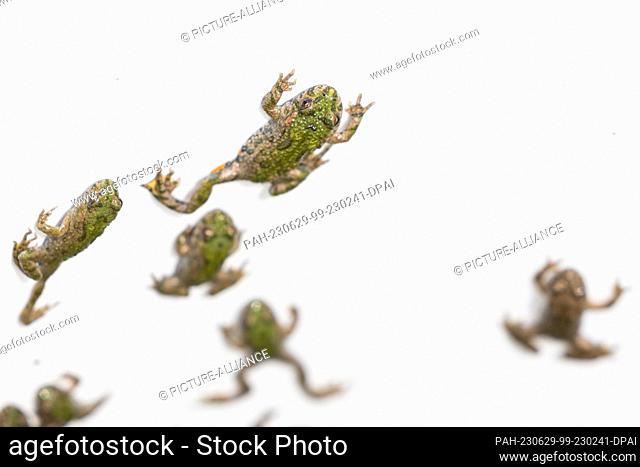 29 June 2023, Lower Saxony, Wolfsburg: Several fire-bellied toads are in a bucket in the nature reserve ""Ilkerbruch and Barnbruchswiesen"" before the...