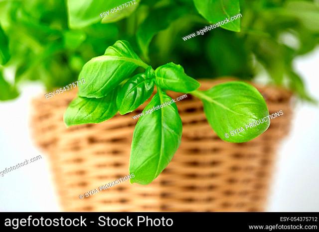 close up of green basil herb in wicker basket