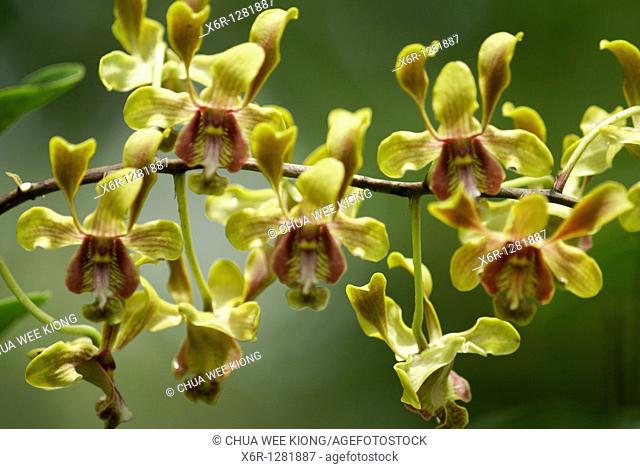 Orchid Garden, Kuching, Malaysia