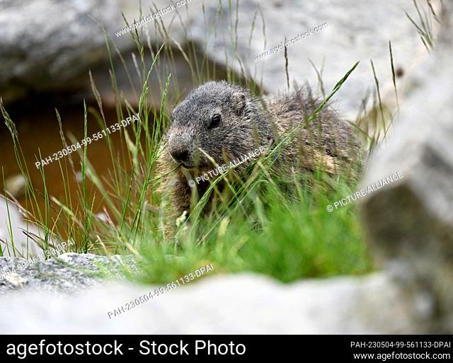 FILED - 03 May 2023, Austria, Innsbruck: A marmot in the Alpine Zoo Innsbruck. Photo: Angelika Warmuth/dpa. - Innsbruck/Tyrol/Austria