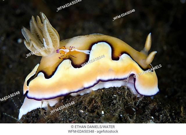Emperor Shrimp on Nudibranch, Periclimines imperator, Chromodoris coi, Komodo, Indonesia