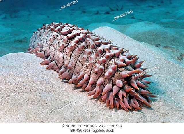 Thelenota Ananas (pineapple Thelenota) on sand, Great Barrier Reef, Queensland, Cairns, Pacific Ocean, Australia