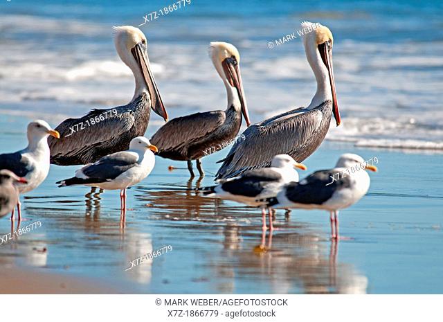 Brown Pelicans and California Gulls in the surf at Tajiguas Beach near the cities of Goleta and Santa Barbara in southern California