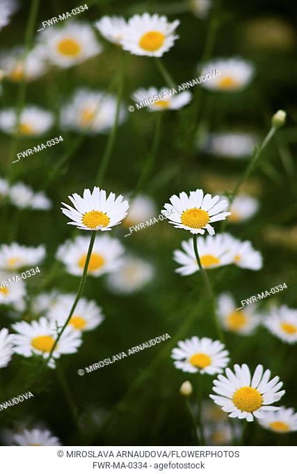 Daisy, Ox-eye daisy, Leucanthemum vulgarem, Abundance of wild white coloured flowers growing outdoor