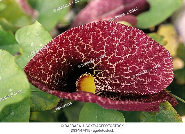 Calico Flower (Aristolochia littoralis)