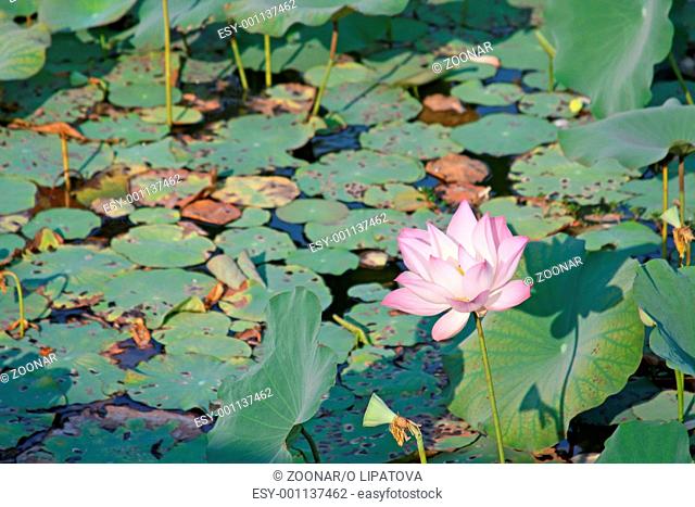 Lotus - symbol of beauty
