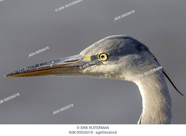 Grey Heron (Ardea cinerea) showing the scratches on its beak, The Netherlands, Zuid-holland