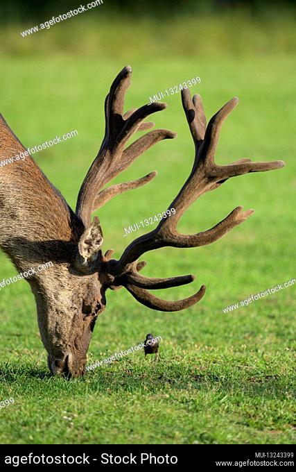 Red Deer, Cervus elaphus, in summer