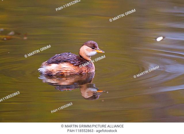 Little Grebe (Tachybaptus ruficollis) swimming on lake with calm water surface and reflection, Hesse, Germany | usage worldwide. - /Hessen/Germany