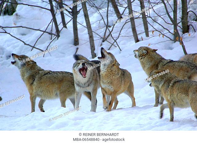 European wolf pack in the snow, Canis lupus