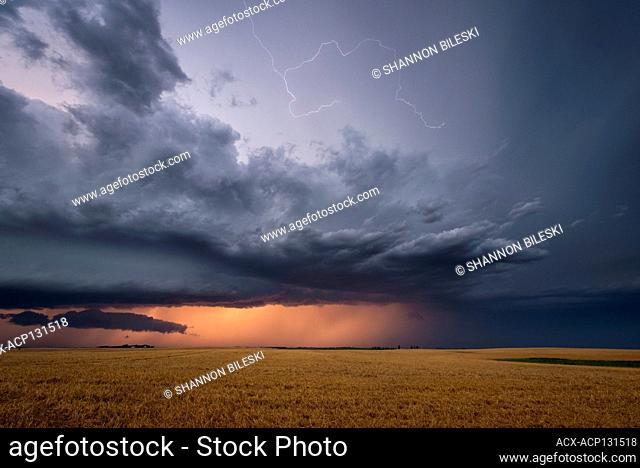 Storm with lightning over wheat field at sunset in southern rural Manitoba, Canada