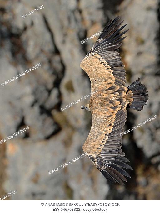 Griffon Vulture (Gyps fulvus), Crete, Greece