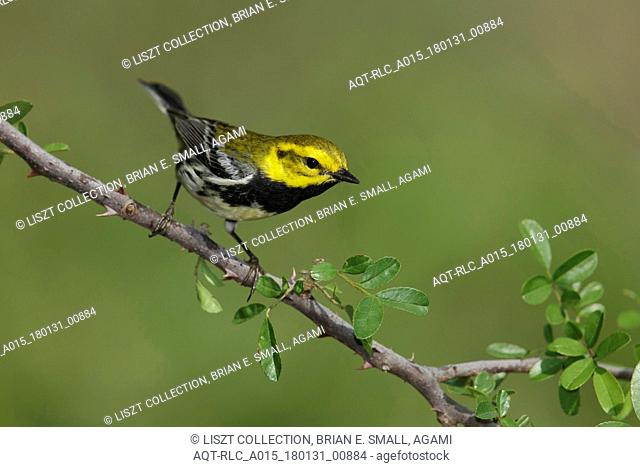 Black-throated Green Warbler, Setophaga virens, Green Warbler, Phylloscopus nitidus