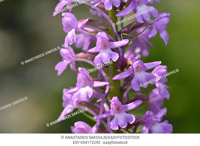 Gymnadenia conopsea, commonly known as the fragrant orchid or marsh fragrant orchid, Greece
