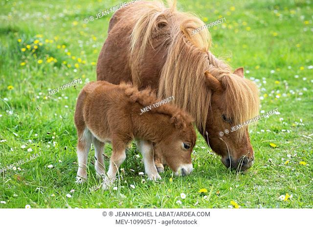 Shetland Pony mother and foal