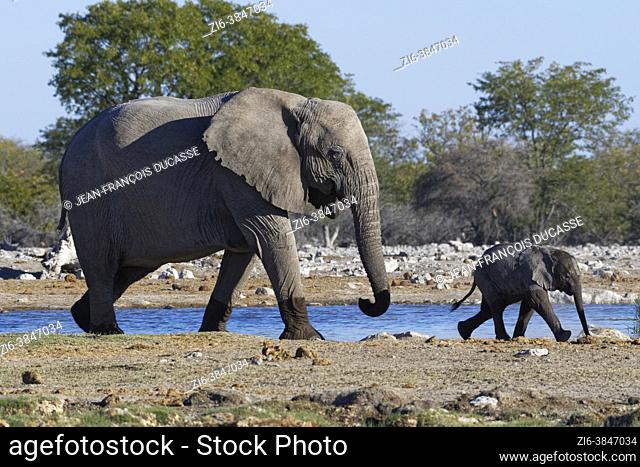 African bush elephants (Loxodonta africana), mother with elephant baby walking next to the waterhole, Etosha National Park, Namibia, Africa