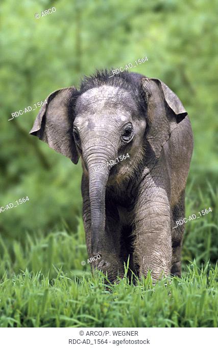 Young Asian Elephant Elephas maximus