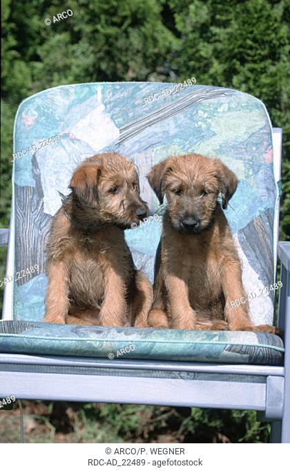 Irish Terrier puppies 9 weeks