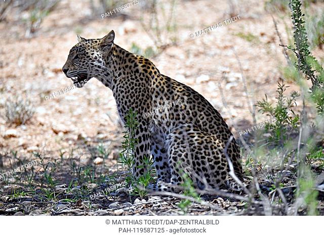 In the shade of a tree, a leopard takes a break in the heat of the day in the South African part of the Kgalagadi Transfrontier National Park and relaxes