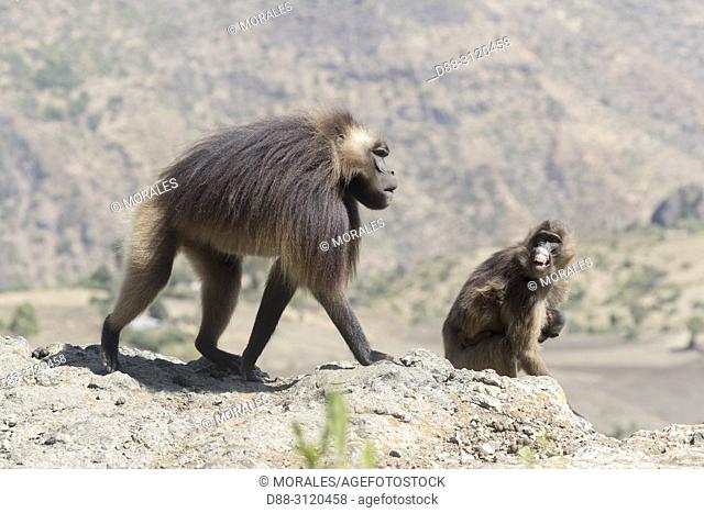 Africa, Ethiopia, Rift Valley, Debre Libanos, Gelada or Gelada baboon (Theropithecus gelada), dominant male.alpha male